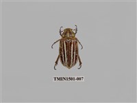 藏品(臺灣白條金龜)的圖片